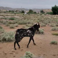 پازن پاکستانی یکسال وهشت ماه