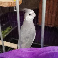 عروس هلندی|پرنده|پاکدشت, پاکدشت (مامازند)|دیوار