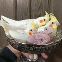 عروس هلندی لوتینو جوجه سرلاکی