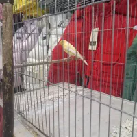 قناری نر میخونه صبح شب میخونه|پرنده|کرمان, |دیوار