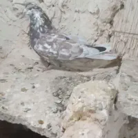 سار یا سوسکی