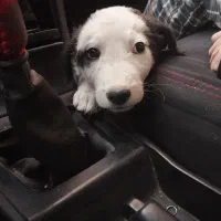 واگذاری یک قلاده