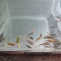 گوپی . زبرا باله بلند و کوی چرم|ماهی|زاهدان, |دیوار