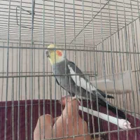 عروس هلندی نر|پرنده|مهریز, |دیوار