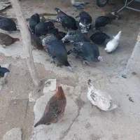 مقداری خروس وبوقلمو مال ا مسال|حیوانات مزرعه|زاغه, |دیوار