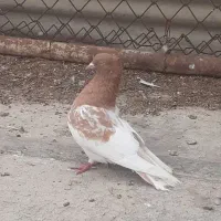 کبوتر کله زرد پرشی و سینه ای سیاه