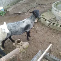 گوسفند رومانوف  حامله از نر رومن|حیوانات مزرعه|لاهیجان, بازکیاگوراب|دیوار