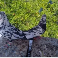 کبوتر گم شده