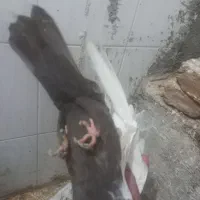 کفتر|پرنده|لالجین, |دیوار