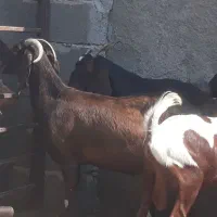 ۵ راس بز افغانی ۴ ماده ابستن ویک نر در سربندر|حیوانات مزرعه|بندر ماهشهر, |دیوار