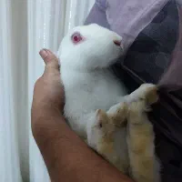 خرگوش سفید خوشگل و باربگوش|موش و خرگوش|قم, انصار‌الحسین|دیوار