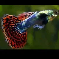 30عدد ماهی گوپی بیگ ایر چمپیون مولد شکم پر