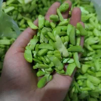 باقالی سبز و تازه امسالی (بدون کمک آبنمک)