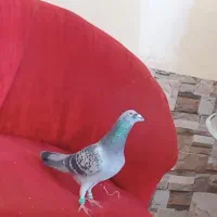 ونکی نر بشرط دس اولی شب بازی