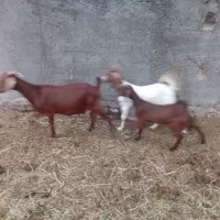 بز اوست با دوتا کهره