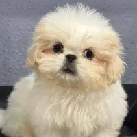 توله سگ ۶ ماهه نژاد پیکینیز خالص