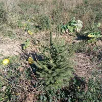 خدمات. فروش نهال کاج نئول ۴۰۰ اصله یک متری