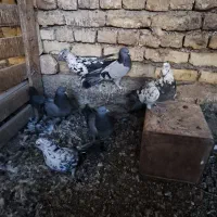 کبوتر اصفهانی