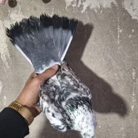 کفتر سرور دم سفید و گرگی