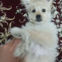 واگذاری شیتزو دو ماهه و شناسنامه دار