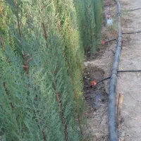 تولید و عرضه ی انواع نهال سرو ناز شیرازی، کاج و|خدمات باغبانی و درختکاری|خفر, |دیوار