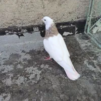 طوقی ماده|پرنده|ملارد, |دیوار