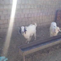 بزغاله یک ماهه و بزغاله بزرگ گوشتی|حیوانات مزرعه|دامغان, |دیوار