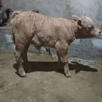 گوساله شیری شاروله