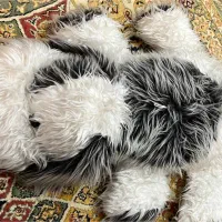 عروسک های زیبا|اسباب‌‌بازی|آمل, |دیوار