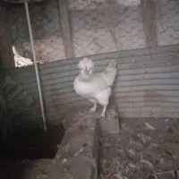 مرغ وخروس سلطان. لهستانی