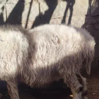 فروش دو تا میش با دو بره|حیوانات مزرعه|جلگه ماژان, |دیوار