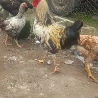 خروس|حیوانات مزرعه|رشت, حومه رشت|دیوار