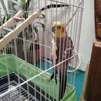 عروس هلندی|پرنده|کرمانشاه, |دیوار