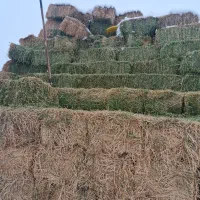 یونجه خالص درجه یک