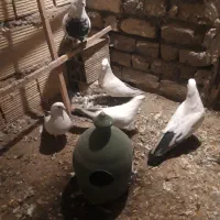 ۵ تا گویروخلو دمبی