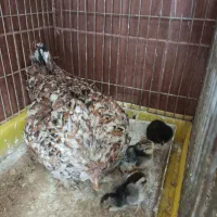 مرغ با جوجه گلین|حیوانات مزرعه|تهران, پیکان شهر|دیوار