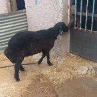 فروش1 راس بره نر همو و2راس قوچ همو کاربلد.|حیوانات مزرعه|کوهین, |دیوار