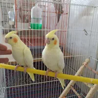 عروس هلندی لوتینو|پرنده|فولادشهر, زاینده رود|دیوار