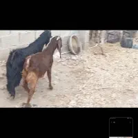 کهره نر مخصوص درخونه|حیوانات مزرعه|ارد, |دیوار