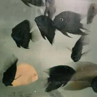 ماهی گوشتخوار.سورم‌‌.ماکرو.تگزاس.پرت پلارتکی عمده