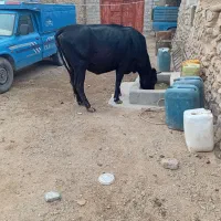 گاو|حیوانات مزرعه|انزل, |دیوار