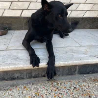 سگ ژرمن بلک مو کوتاه