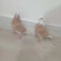 کفتر خوشگل|پرنده|نقده, |دیوار