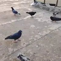 فروش کبوتر10عدد|پرنده|یاسوج, |دیوار