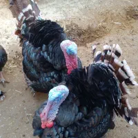 بوقلمون