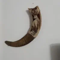 شاخ قوچ|کلکسیون اشیاء عتیقه|اراک, |دیوار