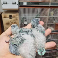 طوطی راهب سرلاکی