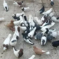 حیوون رنگه|پرنده|سبزوار, امیر کبیر|دیوار