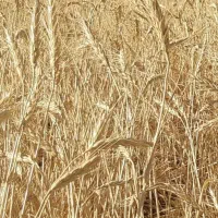 کاه گندم دیم خرمنکو بادی