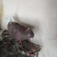 سوسنی چشم نوک